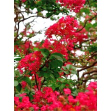 Odea Nura Botanik Kırmızı Çiçekli Oya Ağacı Fidanı, 30-60 Cm, 1 Adet Saksılı, Lagerstroemia Indica