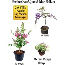 Odea Bitkim Sende Pembe Oya Ağacı Fidanı, Mor Salkım Ağacı Fidanı, Mezem Çiçeği Hediyeli Bahçe Peyzaj Seti