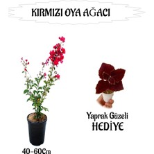 Odea Bitkim Sende Kırmızı Oya Ağacı Fidanı, Saksılı, Yaprak Güzeli Hediyeli, 40-60 cm