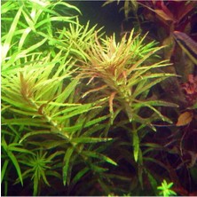 Odea Limnophila Hippuroides In Vitro Cup Canlı Bitki