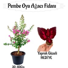 Odea Serada Decor & Plant Pembe Oya Ağacı Fidanı, Saksılı, 30-60 Cm, Yaprak Güzeli Çiçeği Hediyeli