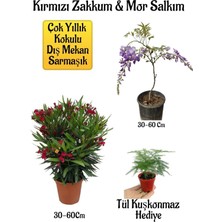 Odea Serada Decor & Plant Kırmızı Zakkum Fidanı, Mor Salkım Ağacı Fidanı, Tül Kuşkonmaz Hediyeli Bahçe Peyzaj Seti, 30-60 Cm, Çok Renkli