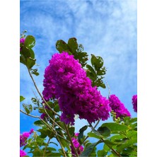 Odea Gardenbox Mor Renk Oya Ağacı Fidanı, 80-120 Cm, Saksılı, Purple Lagerstroemia