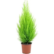 Odea Serada Decor & Plant Bodur Limon Servi Çam Ağacı, 30-60 cm