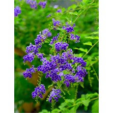 Odea Nura Botanik Ağaç Menekşesi Fidanı Saksılı 65-125CM, Japanese Tree Lilac, Mor