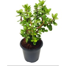 Odea Nura Botanik Formlu Yenilebilir Yeşim Para Bitkisi, Iç Mekan Ofis Çiçeği, 20-30 Cm, 1 Adet