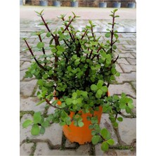 Odea Nura Botanik Bonsai Uyumlu Yenilebilir Yeşim Çiçeği Saksılı, 20-30CM, Portulacaria Afra, Yeşil