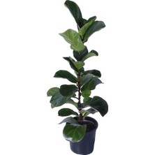 Odea Keman Yapraklı Kauçuk Bitkisi (Ficus Lyrata)