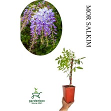 Odea Nura Botanik Sarmaşık Kokulu Mor Salkım Ağacı Fidanı, Saksılı, 30-50CM