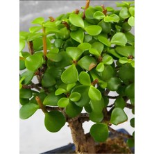 Odea Gardenbox Portulacaria Afra Yeşim Para Çiçeği, Yenilebilir, Bonsai Uyumlu, 20-30CM, 1 Adet