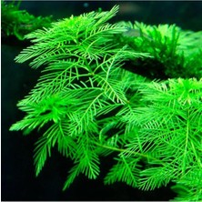 Odea Myriophyllum Mattogrossense In Vitro Cup Canlı Bitki
