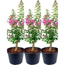 Odea Nura Botanik Pembe Çiçekli Oya Ağacı, 3 Adet Saksıda, 40-70CM, Dış Mekan Bitkisi, Lagerstroemia Indica