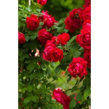 Odea Nura Botanik Kırmızı Sarmaşık Gül Fidanı, 100-130 Cm, Tüplü, Dış Mekan