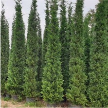 Odea Gardenbox Selvi Leylandi Çam Fidanı Tüplü 60-80 Cm, Yeşil