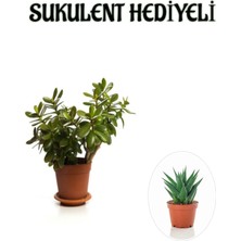 Odea Gardenbox Hediyelik Parlak Yapraklı Şans Para Ağacı Bitkisi Fidanı Sukulent