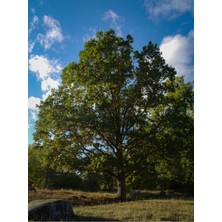 Odea Nura Botanik Doğu Çınarı Ağacı Fidanı, 80-90 Cm, 4 Adet Tüplü, Platanus Orientalis