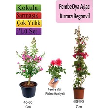 Odea Nura Botanik Pembe Oya Ağacı, Kırmızı Begonvil, Pembe Gül Fidanı Hediyeli, 3'lü Set