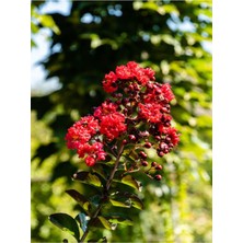 Odea Nura Botanik Bodur Kırmızı Oya Ağacı, 1 Adet Saksılı, 40-70 Cm, Bahçe Bitkisi, Red Lagerstroemia Indica