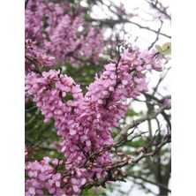 Odea Nura Botanik Erguvan Ağacı Fidanı, 1 Adet, Saksılı/tüplü, 50-70 Cm, Çok Renkli
