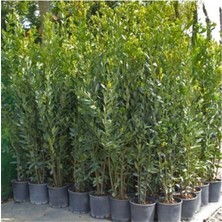 Odea Serada Decor & Plant Tüplü 25-30 cm Defne Ağacı Laurus Nobilis Fidanı