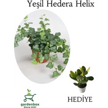 Odea Nura Botanik Yeşil Hedera Helix Ağaç Sarmaşığı, 1 Adet, Saksılı, 30-50 Cm, Para Yeşim Çiçeği ile Kombo