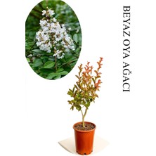 Odea Nura Botanik Beyaz Oya Ağacı Fidanı, 1 Adet, Saksılı, 30-60CM, Çiçekli Ağaç