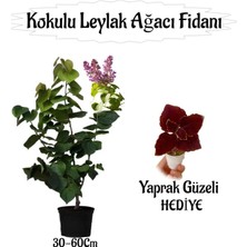 Odea Nura Botanik Kokulu Leylak Ağacı Fidanı Saksılı, 30-60 Cm, Yaprak Güzeli Çiçeği Hediyeli