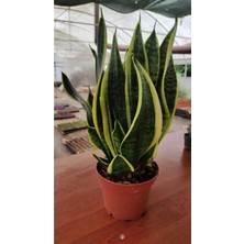 Odea Nura Botanik Bodur Bol Yavrulu Paşa Kılıcı Sansevaria Peygamber Kılıcı Çiçeği, 50 cm