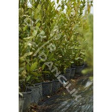 Odea Gardenbox Defne Ağacı, Defne Fidanı, Saksılı, Yeşil