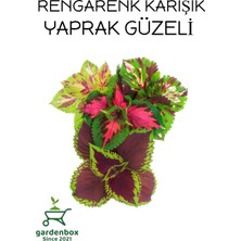 Odea Karışık Renk Yaprak Güzeli 5 Adet Kolyoz Cam Güzeli, GDB140624NA4