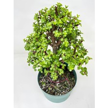 Esranın Dünyası Nura Botanik Yeşim Para Çiçeği (Portulacaria Afra) Yenilebilir Saksılı, 20-30CM, Yeşil
