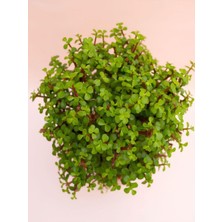 Esranın Dünyası Nura Botanik Portulacaria Afra Yeşim Para Salon Çiçeği, Yenilebilir, 15-30CM, 1 Adet