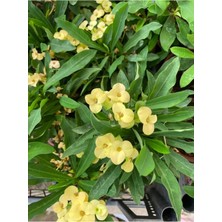 Esranın Dünyası Nura Botanik Sarı Renk Dikenler Tacı Çiçeği, 1 Adet Saksılı, 15-30 Cm, Yellow Euphorbia Milii