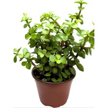Esranın Dünyası Nura Botanik Yeşim Para Çiçeği (Portulacaria Afra) 20-30 cm Saksılı Yenilebilir Ofis Bitkisi