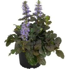 Esranın Dünyası Gardenbox Ajuka Mayasıl Otu Saksılı 10-20 cm Bahçe Bitkisi, Çok Renkli