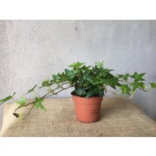 Esranın Dünyası Nura Botanik Hedera Helix Sarmaşığı, 8,5 cm Saksı, Ofis Ev Balkon Bitkisi