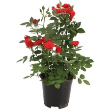 Esranın Dünyası Gardenbox Canlı Bodur Gül Fidanı Saksıda, Pembe, Kırmızı, Beyaz, Sarı, Turuncu