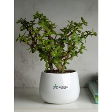 Esranın Dünyası Bitkim Sende Portulacaria Afra Yeşim Çiçeği Saksılı Iç Mekan Bitkisi, 15-25CM, Yenilebilir