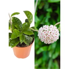 Esranın Dünyası Gardenbox Beyaz Renk Mum Çiçeği Fidesi, 1 Adet Saksılı Iç Mekan Bitkisi, White Hoya Carnosa