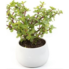 Esranın Dünyası Bitkim Sende Para Yeşim Çiçeği, 20-30 Cm, Saksılı, Bonsai Yapımına Uygun, Ofis Çiçeği