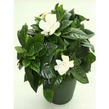 Esranın Dünyası Nura Botanik Gardenya Çiçeği Saksılı, 30-50CM, Beyaz, Kokulu Ofis Bitkisi