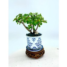 Esranın Dünyası Gardenbox Portulacaria Afra Yeşim Çiçeği, 10-30CM, Iç Mekan Ofis Bitkisi, Yenilebilir, Hediyelik