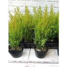 Esranın Dünyası Nura Botanik Fomlu Kokulu Limon Servi Fidanı Tüplü, 10 Adet, 15-25 Cm, Dış Mekan Ağacı