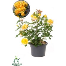 Esranın Dünyası Canlı Saksıda Yediveren Sarı Renk Gül Fidanı 1 Adet 30-50CM