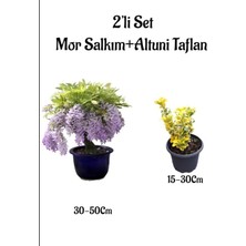 Esranın Dünyası Nura Botanik Mor Salkım Ağacı Fidanı + Altuni Taflan Çit Bitkisi 2'li Set, Dış Mekan Bitkisi