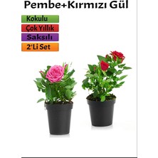 Esranın Dünyası Nura Botanik 2'li Set Pembe + Kırmızı Gül Fidanı, Saksılı, Dış Mekan Bitkileri