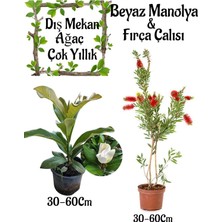 Esranın Dünyası Nura Botanik Kokulu Manolya Ağacı ve Kırmızı Oya Ağacı Bahçe Seti, 30-60CM, Saksılı, 2 Adet