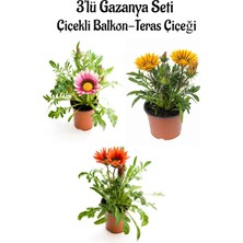 Esranın Dünyası Serada Decor & Plant Gazanya Çiçeği, 3 Adet Saksılı, 10-20 Cm, Pembe Beyaz Sarı Kırmızı Renk, Balkon Çiçeği