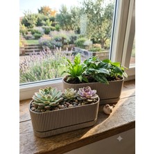 Kastasaksı Bitkisiz 2 Li Takım Pera Uzun Krem Dekoratif Modern Plastik Saksı