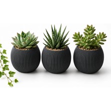 Kastasaksı 3 Adet Bitkisiz Mercan Antrasit 4 No 1,2 Litre Dekoratif Modern Saksı Seti